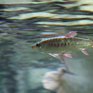 Chalceus macrolepidotus