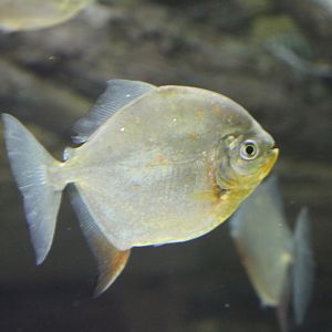 Myloplus rubripinnis?