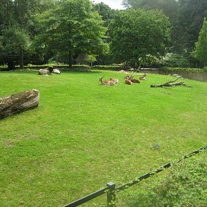 Rostock Zoo - Old hoofstock exhibit