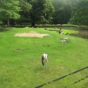 Rostock Zoo - Old hoofstock exhibit