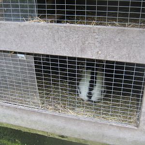 Rostock Zoo - Petting zoo - Rabbit cages