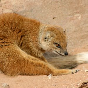 Yellow mongoose; Yorkshire Wildlife Park; 19th August 2017