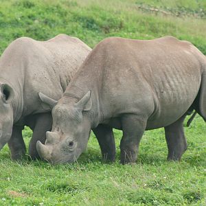 Black rhinoceros; Yorkshire Wildlife Park; 19th August 2017