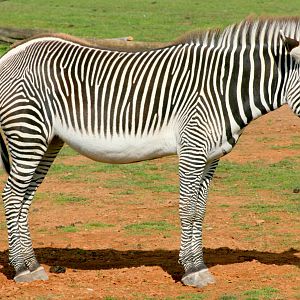 Grevy's zebra; Yorkshire Wildlife Park; 19th August 2017