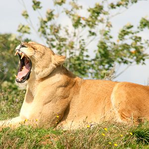 Lioness; Yorkshire Wildlife Park; 19th August 2017