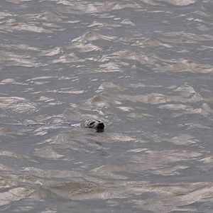 Ringed Seal - Alaska