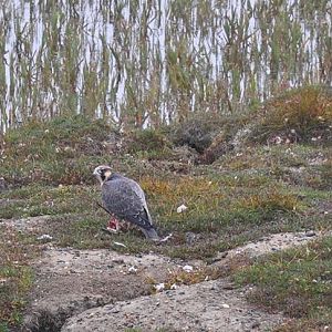 Peregrine Falcon - Alaska