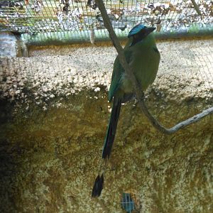 Amazonian Motmot (Momotus momota)