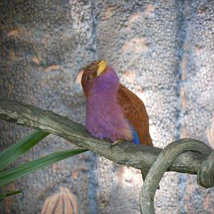 Broad-billed Roller (Eurystomus glaucurus)