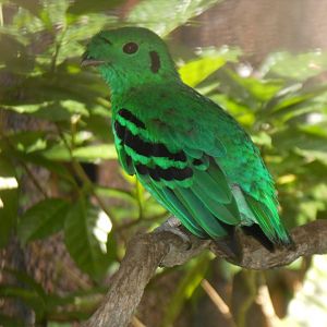 Green Broadbill (Calyptomena viridis)
