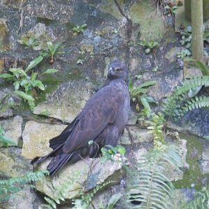 Crested Hawk-eagle (Nisaetus cirrhatus)