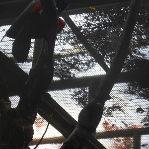 Pesquet's Parrot (Psittrichas fulgidus)