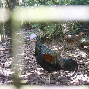 Green Junglefowl (Gallus varius)