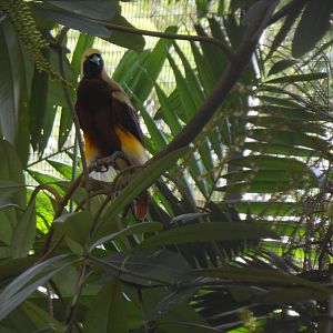 Lesser Bird-of-paradise (Paradisaea minor)