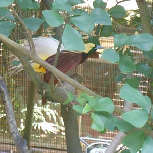 Lesser Bird-of-paradise (Paradisaea minor)