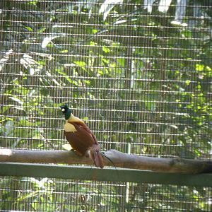 Red Bird-of-paradise (Paradisaea rubra)
