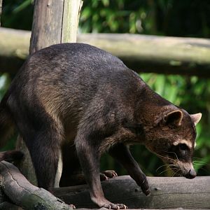 Crab-eating racoon