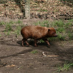 Bush dog