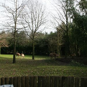 Vicuna enclosure