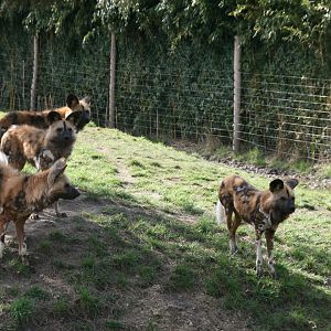 African wild dogs