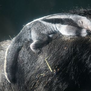 Baby giant anteater