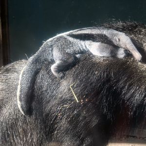 Baby giant anteater