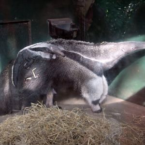 Mom Tousle with her first baby