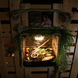 giant African land snail exhibit