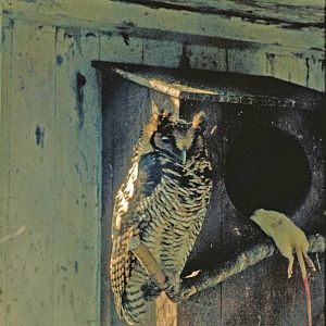 124-Bubo-poensis Wassenaar2