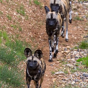 African wild dog : Whipsnade : 20 Aug 2017
