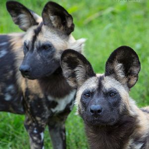 African wild dog : Whipsnade : 20 Aug 2017