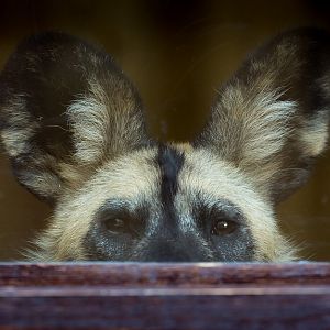 African wild dog : Whipsnade : 20 Aug 2017