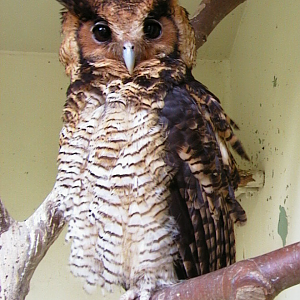 124-Bubo-poensis Antwerpen2