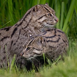 Fishing cat : WHF Big Cat Sanctuary : 04 May 2017