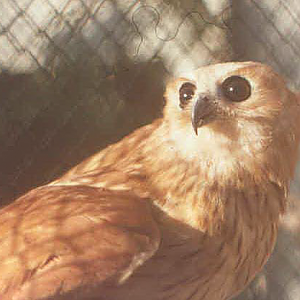 137-Scotopelia-ussheri01