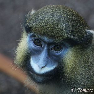 Portrait of Red-tailed Moustached Monkey (Cercopithecus cephus cephus), July 2017