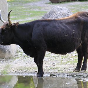 Heck Cattle (Bos primigenius f. taurus), July 2017