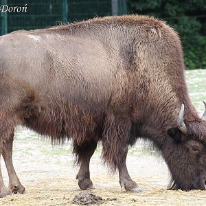 American Wood Bison (Bison bison athabascae), July 2017