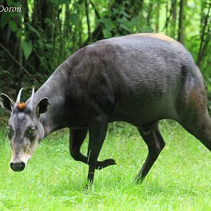 Yellow-backed Duiker (Cephalophus silvicultor), July 2017