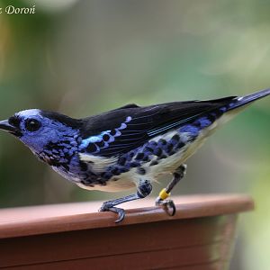 Turquoise Tanager (Tangara mexicana), July 2017