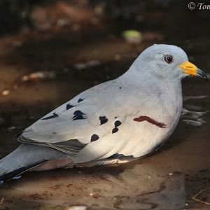 Croaking Ground-dove (Columbina cruziana), July 2017