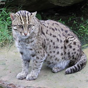 Fishing Cat (Prionailurus viverrinus), July 2017