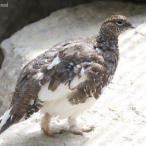 Rock Ptarmigam (Lagopus muta helveticus), July 2017