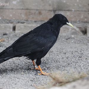 Alpine Chough (Pyrrhocorax graculus), July 2017
