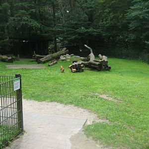 Rostock Zoo - Petting zoo - Goat pen