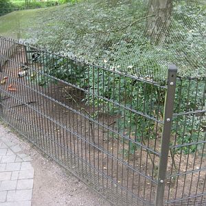 Rostock Zoo - Petting zoo - Guinea pig exhibit