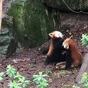 Red pandas 070117