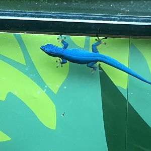 electric blue gecko