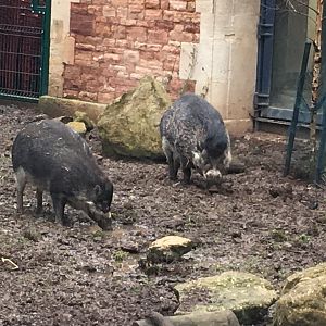 Visayan warty pigs 070117