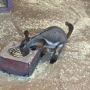 Yellow-footed Rock Wallaby 070117